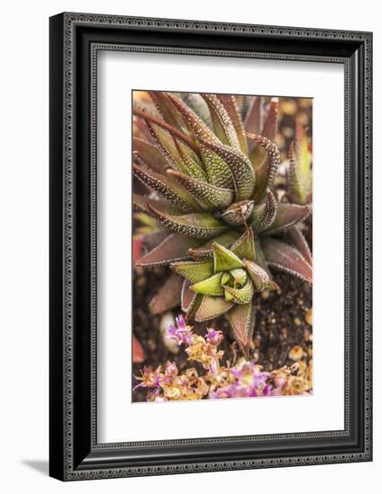 Aloe Plants, Young and Old-Michael Qualls-Framed Photographic Print