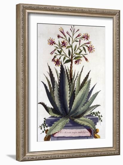 Aloe Serrata Major Umbellifera, from 'Phytographia Curiosa', Published 1702-Abraham Munting-Framed Giclee Print