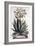 Aloe Serrata Major Umbellifera, from 'Phytographia Curiosa', Published 1702-Abraham Munting-Framed Giclee Print