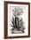 Aloe Serrata Major Umbellifera, from 'Phytographia Curiosa', Published 1702-Abraham Munting-Framed Giclee Print