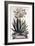 Aloe Serrata Major Umbellifera, from 'Phytographia Curiosa', Published 1702-Abraham Munting-Framed Giclee Print