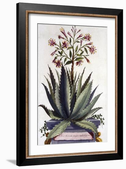 Aloe Serrata Major Umbellifera, from 'Phytographia Curiosa', Published 1702-Abraham Munting-Framed Giclee Print