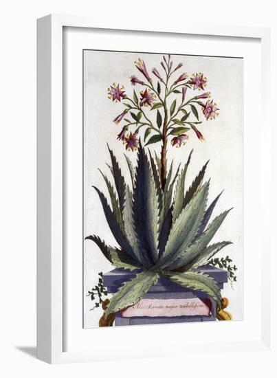 Aloe Serrata Major Umbellifera, from 'Phytographia Curiosa', Published 1702-Abraham Munting-Framed Giclee Print
