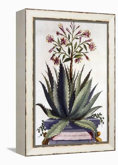 Aloe Serrata Major Umbellifera, from 'Phytographia Curiosa', Published 1702-Abraham Munting-Framed Premier Image Canvas