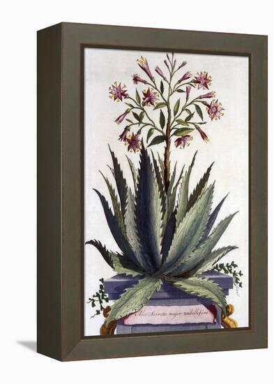 Aloe Serrata Major Umbellifera, from 'Phytographia Curiosa', Published 1702-Abraham Munting-Framed Premier Image Canvas