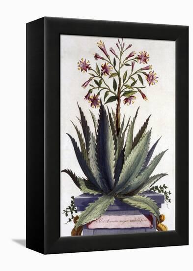 Aloe Serrata Major Umbellifera, from 'Phytographia Curiosa', Published 1702-Abraham Munting-Framed Premier Image Canvas