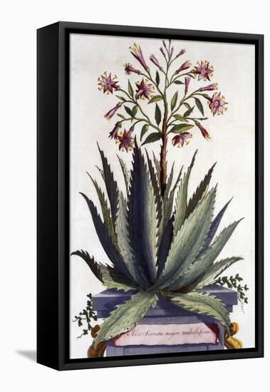 Aloe Serrata Major Umbellifera, from 'Phytographia Curiosa', Published 1702-Abraham Munting-Framed Premier Image Canvas