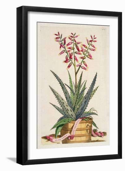 Aloe Vera Costa Spinosa, from 'Phytographia Curiosa', Published 1702 (Coloured Engraving)-Abraham Munting-Framed Giclee Print