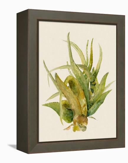 Aloe Vera I-Maya Woods-Framed Stretched Canvas