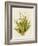 Aloe Vera I-Maya Woods-Framed Art Print