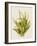 Aloe Vera I-Maya Woods-Framed Art Print