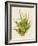 Aloe Vera I-Maya Woods-Framed Art Print