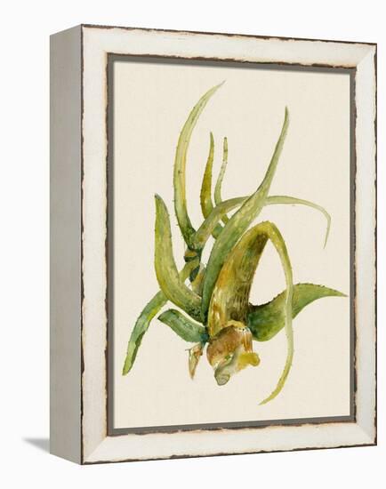 Aloe Vera II-Maya Woods-Framed Stretched Canvas