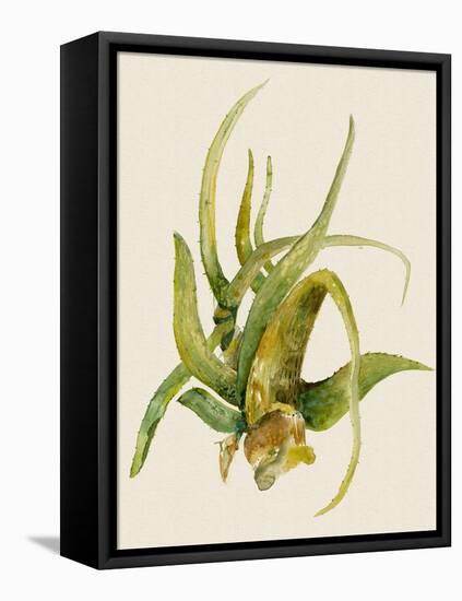 Aloe Vera II-Maya Woods-Framed Stretched Canvas