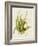 Aloe Vera II-Maya Woods-Framed Art Print