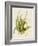 Aloe Vera II-Maya Woods-Framed Art Print