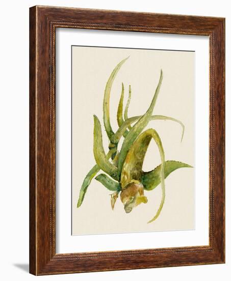 Aloe Vera II-Maya Woods-Framed Art Print