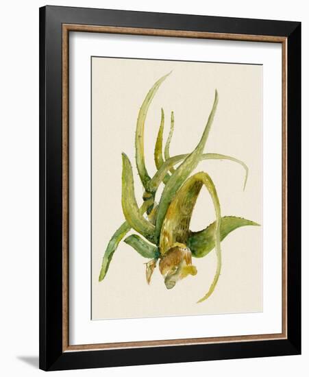 Aloe Vera II-Maya Woods-Framed Art Print