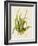 Aloe Vera II-Maya Woods-Framed Art Print