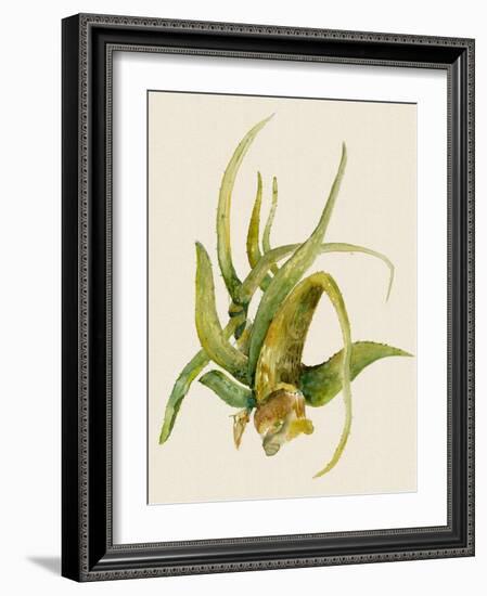 Aloe Vera II-Maya Woods-Framed Art Print