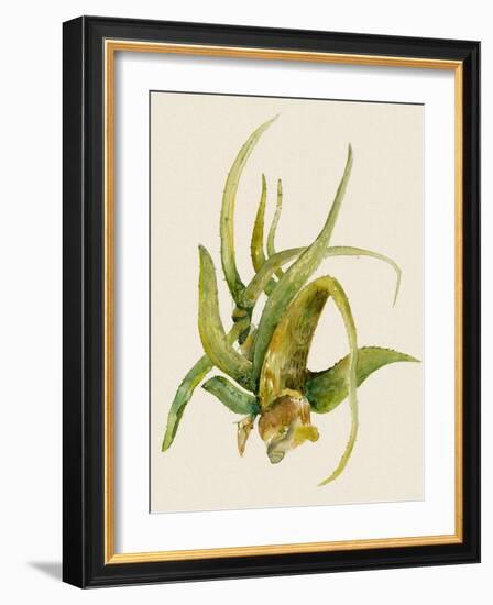 Aloe Vera II-Maya Woods-Framed Art Print