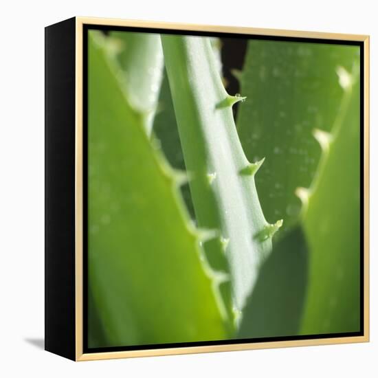 Aloe Vera Leaves-Alexander Feig-Framed Premier Image Canvas