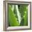 Aloe Vera Leaves-Alexander Feig-Framed Photographic Print