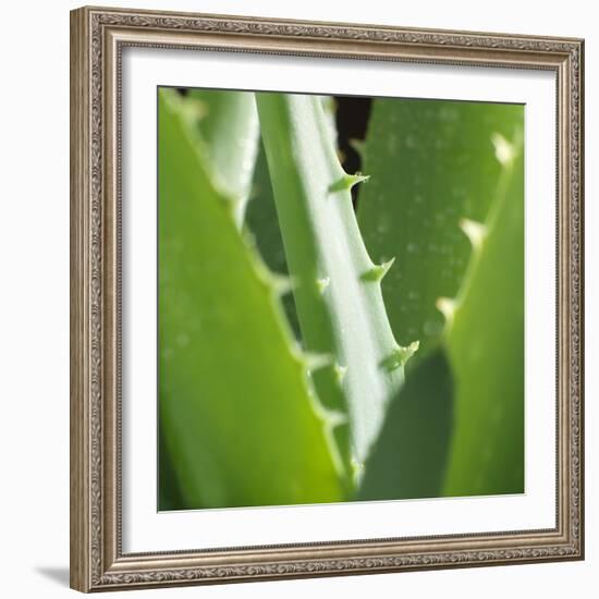 Aloe Vera Leaves-Alexander Feig-Framed Photographic Print