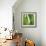 Aloe Vera Leaves-Alexander Feig-Framed Photographic Print displayed on a wall