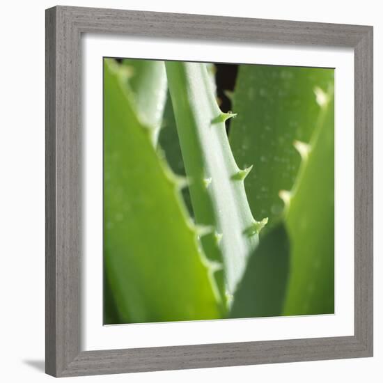 Aloe Vera Leaves-Alexander Feig-Framed Photographic Print