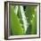 Aloe Vera Leaves-Alexander Feig-Framed Photographic Print