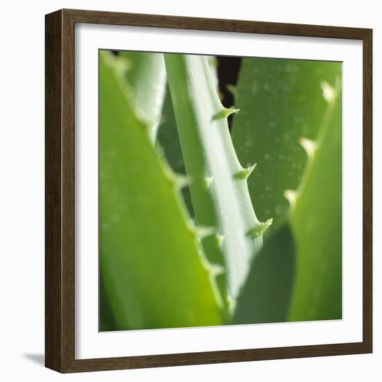 Aloe Vera Leaves-Alexander Feig-Framed Photographic Print