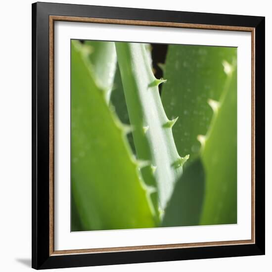 Aloe Vera Leaves-Alexander Feig-Framed Photographic Print