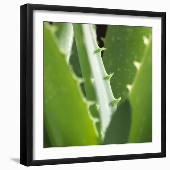 Aloe Vera Leaves-Alexander Feig-Framed Photographic Print