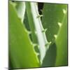 Aloe Vera Leaves-Alexander Feig-Mounted Photographic Print