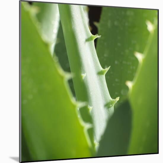 Aloe Vera Leaves-Alexander Feig-Mounted Photographic Print
