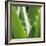 Aloe Vera Leaves-Alexander Feig-Framed Photographic Print