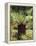 Aloe Vera Plant-Vaughan Fleming-Framed Premier Image Canvas