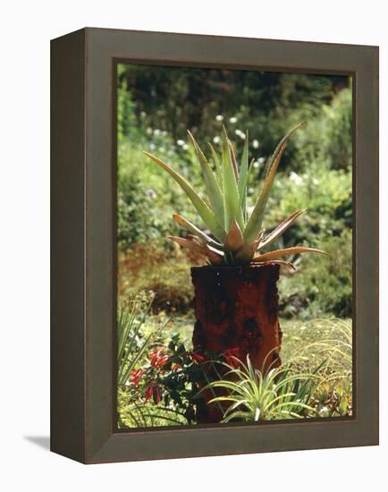 Aloe Vera Plant-Vaughan Fleming-Framed Premier Image Canvas