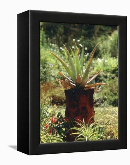 Aloe Vera Plant-Vaughan Fleming-Framed Premier Image Canvas