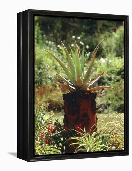 Aloe Vera Plant-Vaughan Fleming-Framed Premier Image Canvas