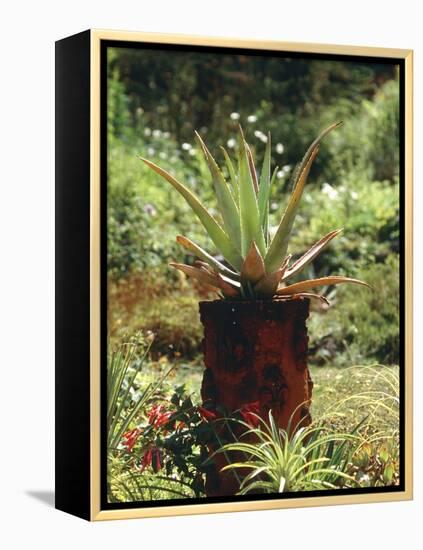 Aloe Vera Plant-Vaughan Fleming-Framed Premier Image Canvas