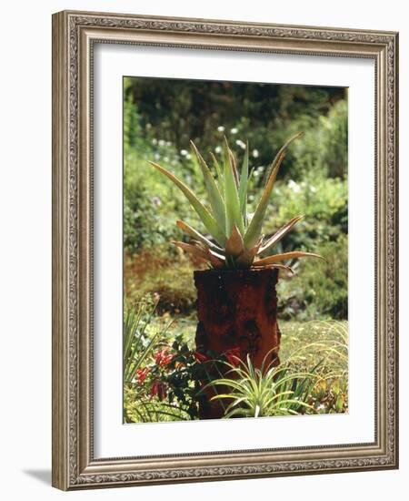 Aloe Vera Plant-Vaughan Fleming-Framed Photographic Print