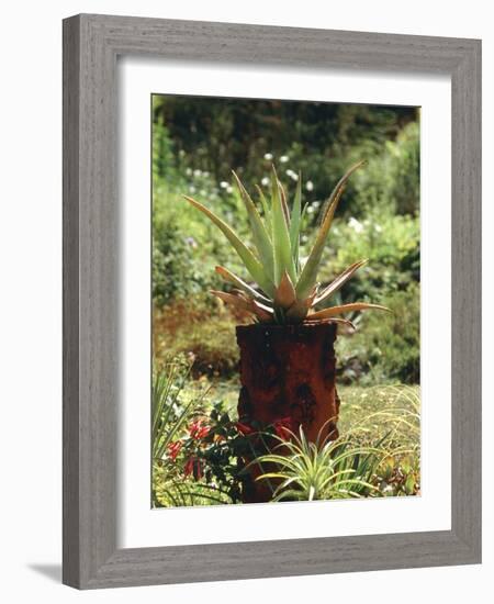 Aloe Vera Plant-Vaughan Fleming-Framed Photographic Print