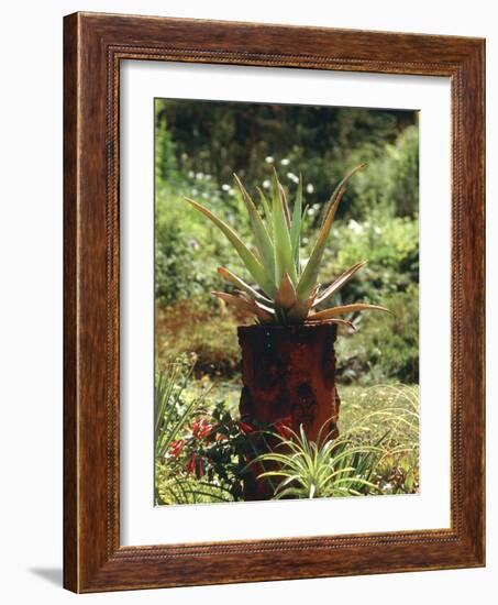 Aloe Vera Plant-Vaughan Fleming-Framed Photographic Print