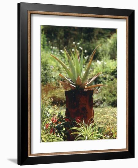 Aloe Vera Plant-Vaughan Fleming-Framed Photographic Print
