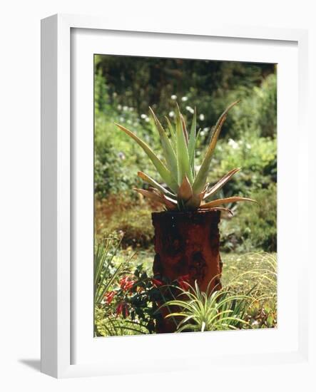 Aloe Vera Plant-Vaughan Fleming-Framed Photographic Print