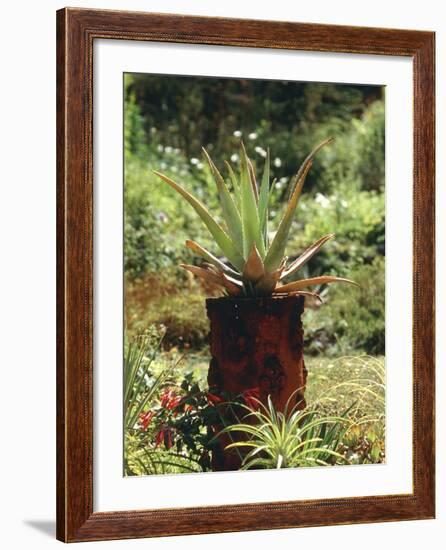 Aloe Vera Plant-Vaughan Fleming-Framed Photographic Print