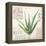 Aloe Vera…Sketchbook-Angela Staehling-Framed Stretched Canvas