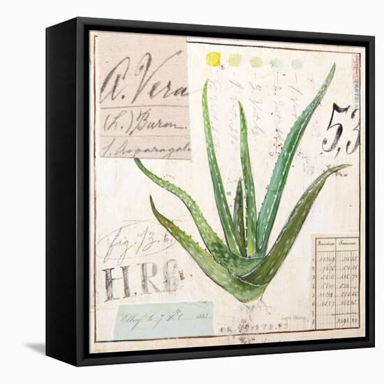 Aloe Vera…Sketchbook-Angela Staehling-Framed Stretched Canvas